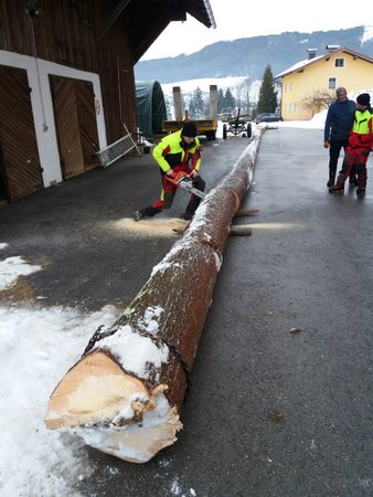 Maibaum schmeißen & schöpsen